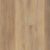 VV488_02093 Canterbury Elm